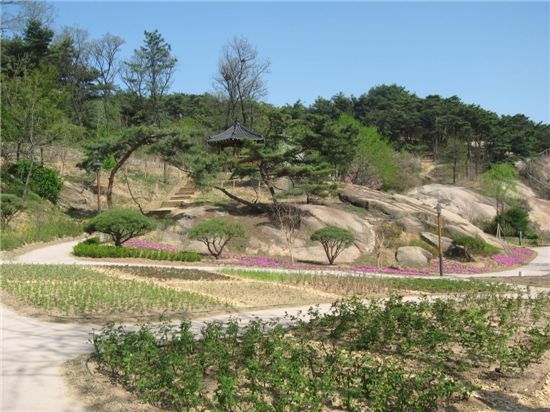 백련 이미지