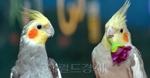 서울앵무새 연구소 이미지