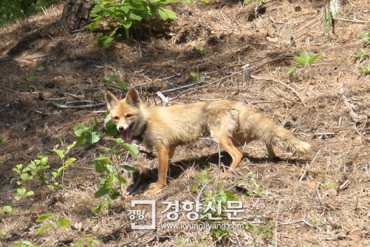 여우모텔 이미지