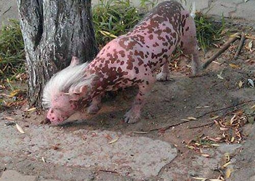 분홍돼지 이미지