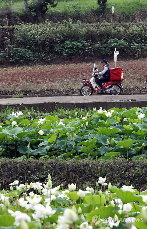 금당백련 이미지