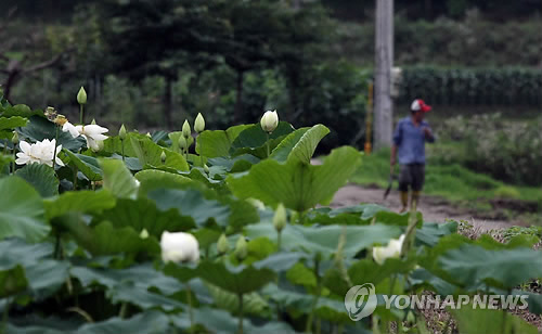 금당백련 이미지