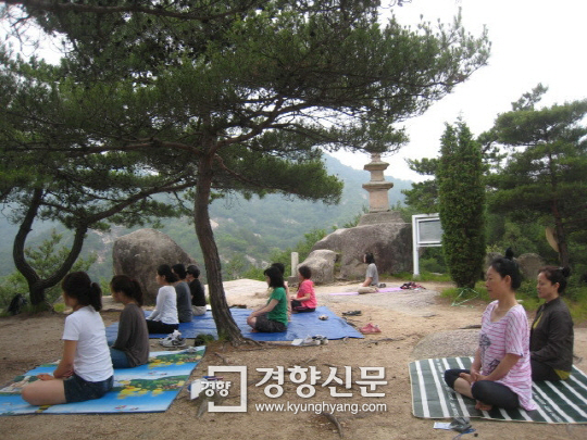 스테이나무 이미지