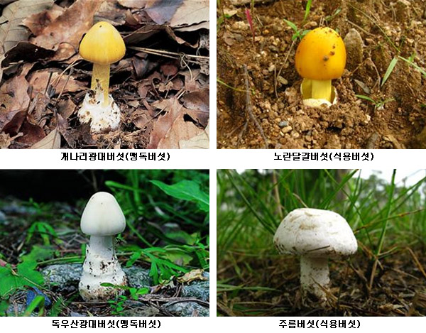 독버섯 이미지