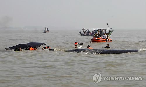 향유고래 이미지