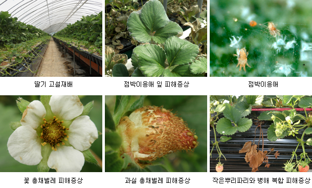 해충박사 이미지