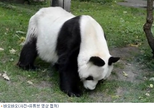 판다 이미지