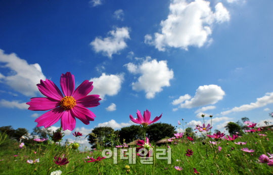 푸른하늘 이미지