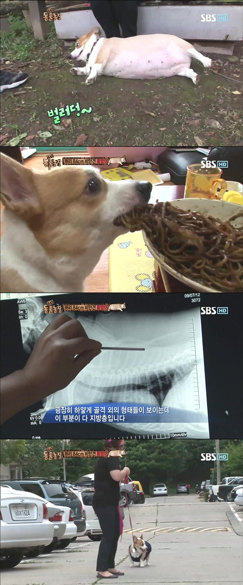 33돼지야 이미지