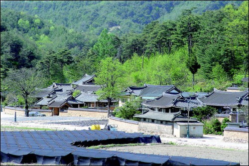 송이향 이미지