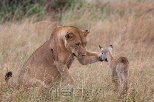 영양오토바이 이미지