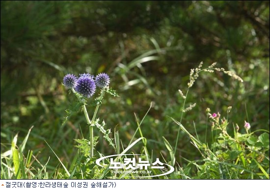 풀꽃 이미지