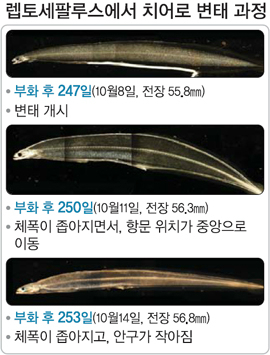 황금민물장어 이미지