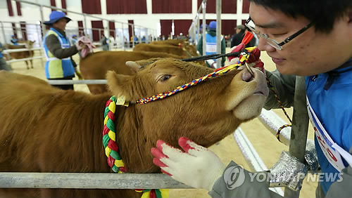 한우야한우야 이미지