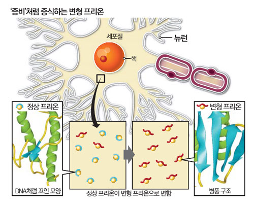 프리온 이미지