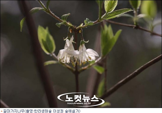 제주초록나무 이미지