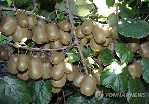 현대그린농장 이미지