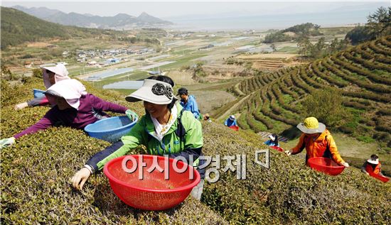 보성춘파다원 이미지