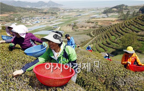 보성춘파다원 이미지