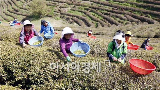 보성춘파다원 이미지