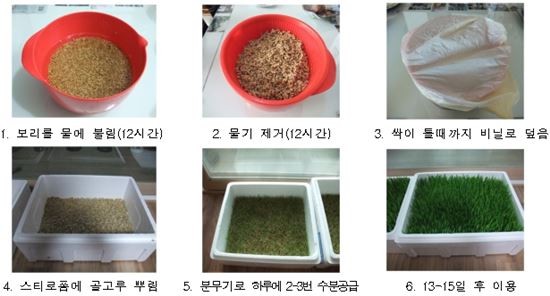 새싹녹즙 이미지