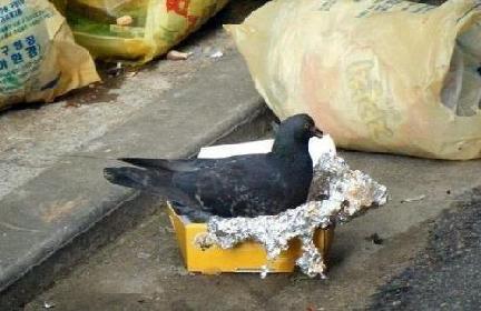 와치킨 이미지