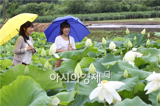 금당백련 이미지