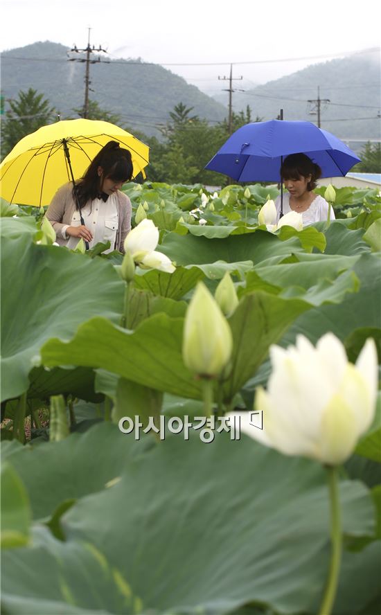 금당백련 이미지