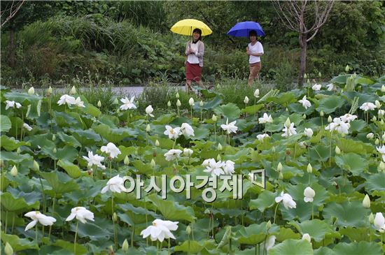금당백련 이미지
