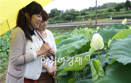 금당백련 이미지