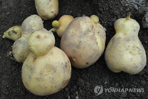 감자밭 이미지