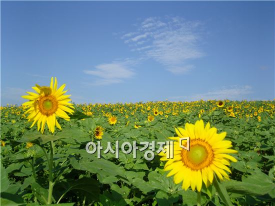 해바라기모바일 이미지