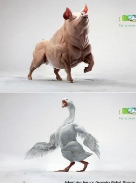섹시한돼지 이미지