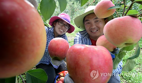 거창사과 이미지
