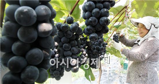 흥부골 아영포도 이미지