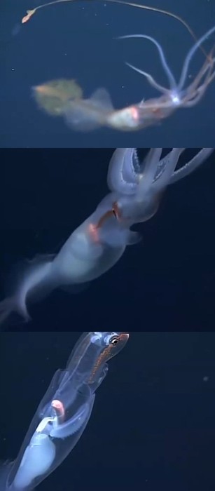 오징어사냥 이미지