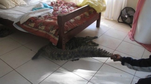 자연동침 이미지