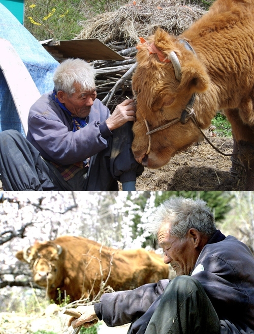 워낭소리 이미지