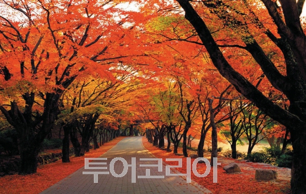 물드네일 이미지