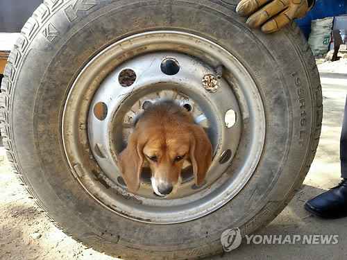 애플타이어 이미지