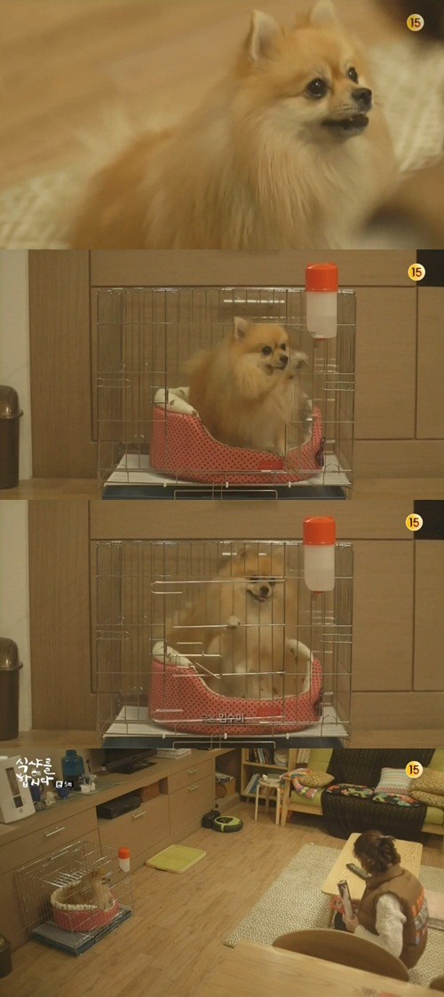 바라 이미지