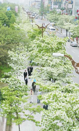 이팝솜사탕 이미지