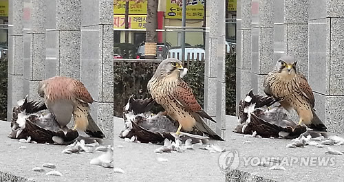 도시의사냥꾼 이미지