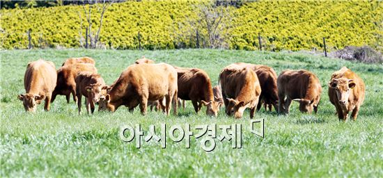 녹색환경종합개발 이미지