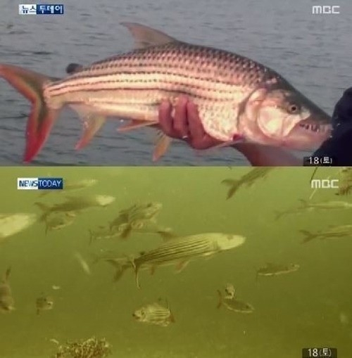 돼지물고기 이미지