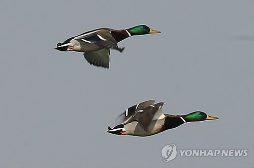 고니축산 이미지