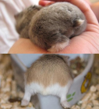 보송보송 이미지