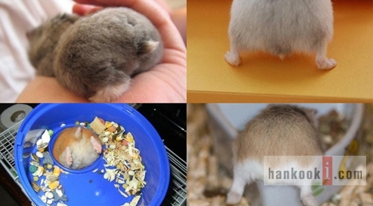 보송보송 이미지