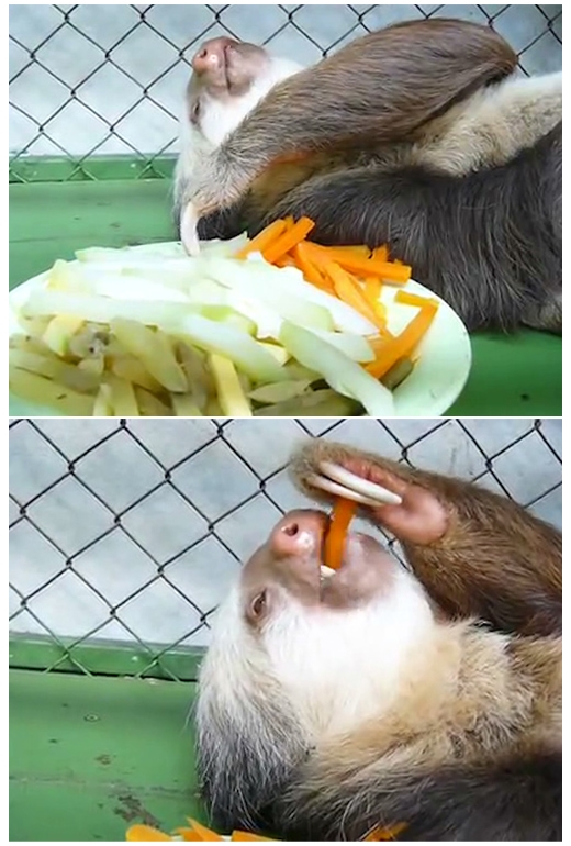 나무늘보 이미지