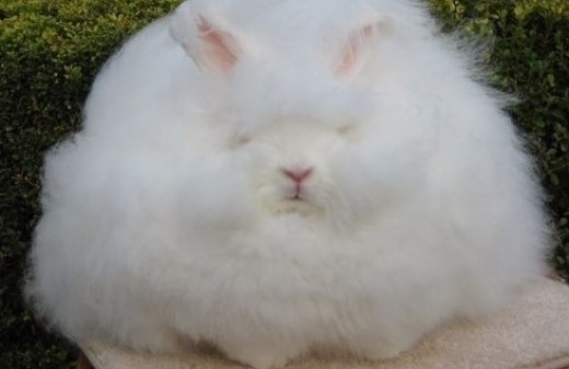 털뭉치 이미지